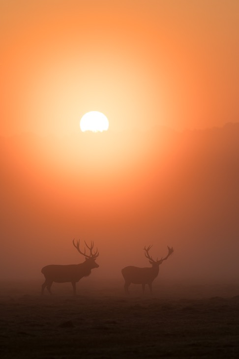 red deer