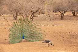 indian peafowl