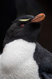 rockhopper penguin