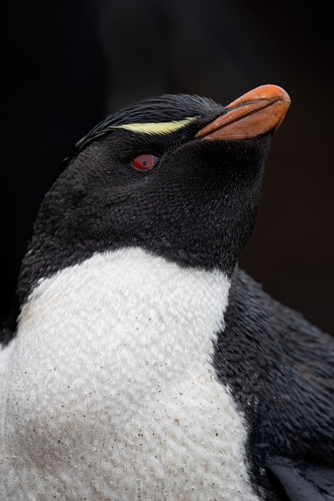 rockhopper penguin