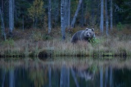 brown bear