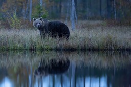 brown bear