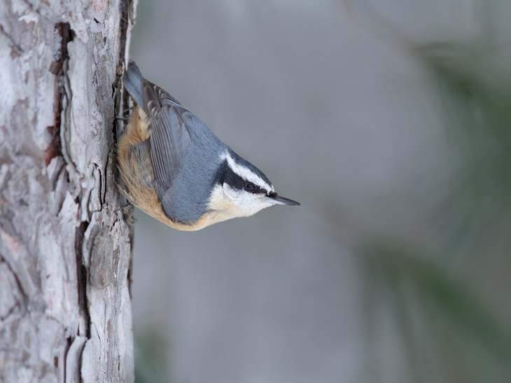 red breasted nuthatch