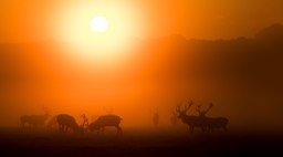 red deer