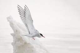 arctic tern