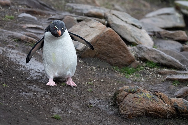 rockhopper penguin