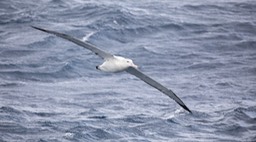 wandering albatross