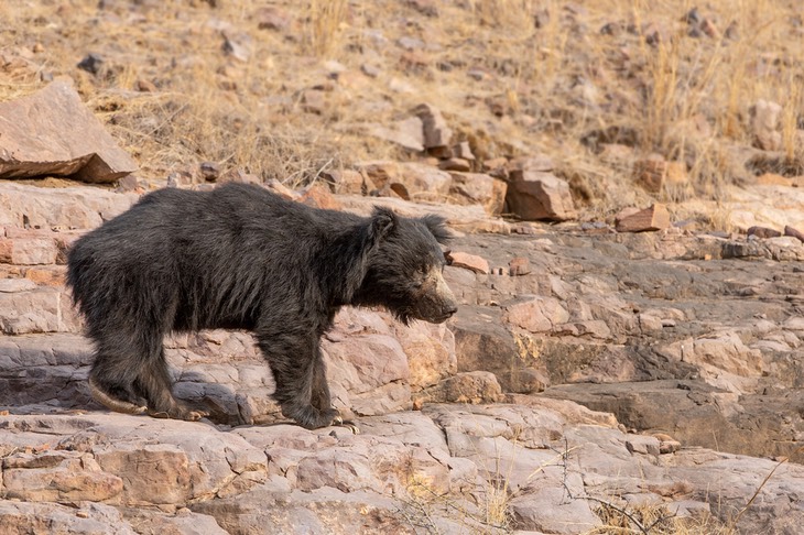 sloth bear