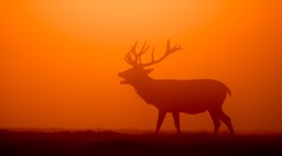 red deer