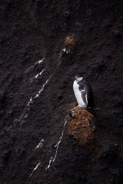 chinstrap penguin