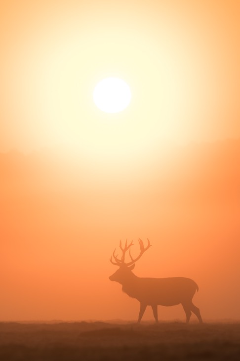 red deer