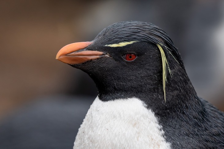 rockhopper penguin