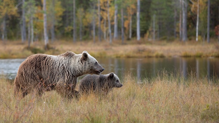 brown bear