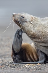 southern fur seal