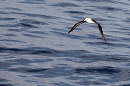 black browed albatross