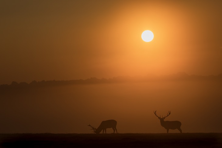 red deer