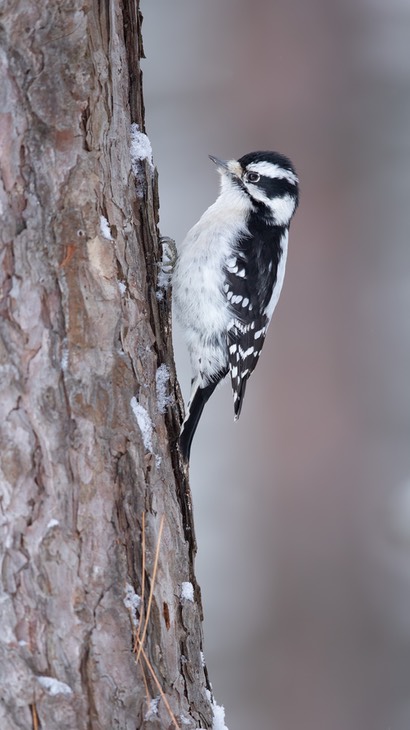 downy woodpecker