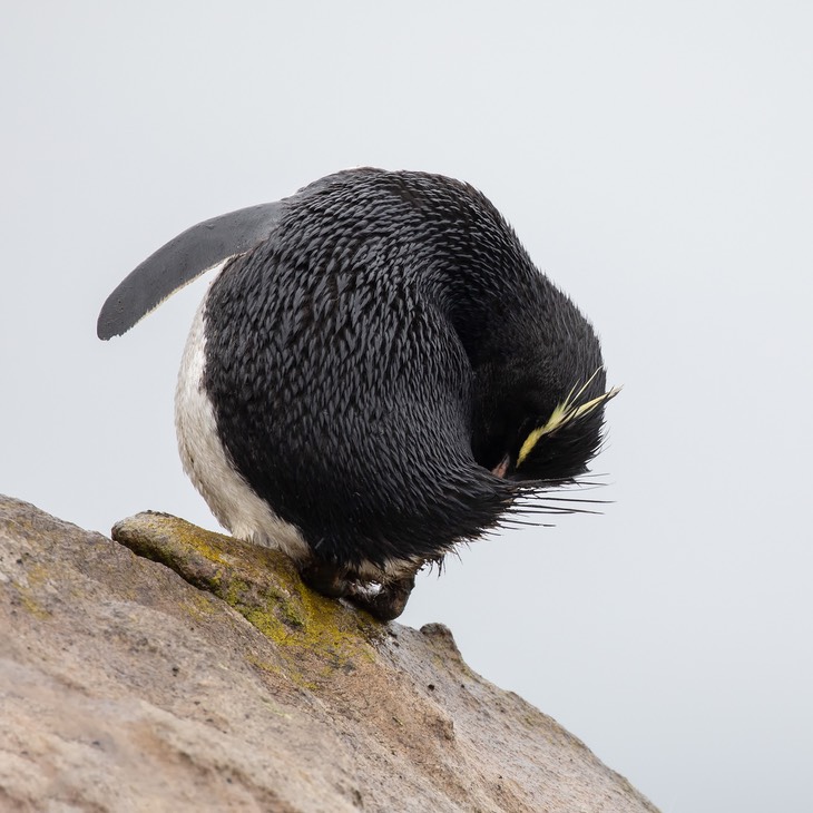 rockhopper penguin