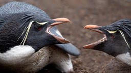 rockhopper penguin