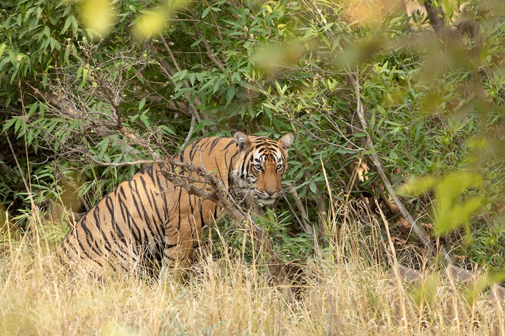 bengal tiger