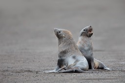 southern fur seal