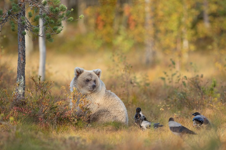 brown bear