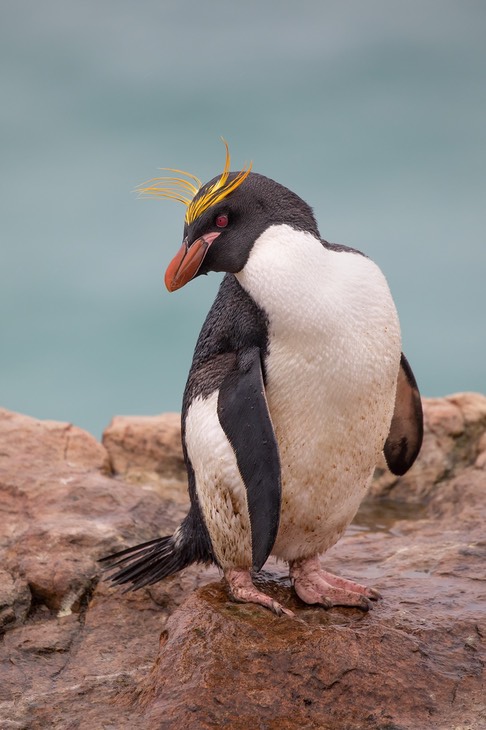 macaroni penguin