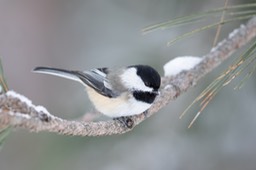 black capped chickadee