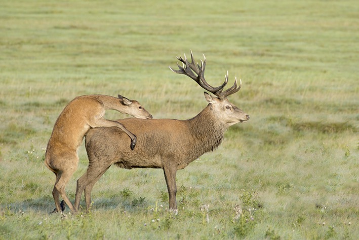 red deer