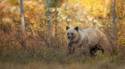 brown bear