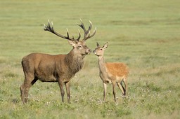 red deer