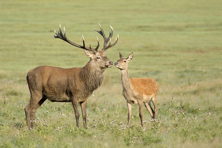 red deer