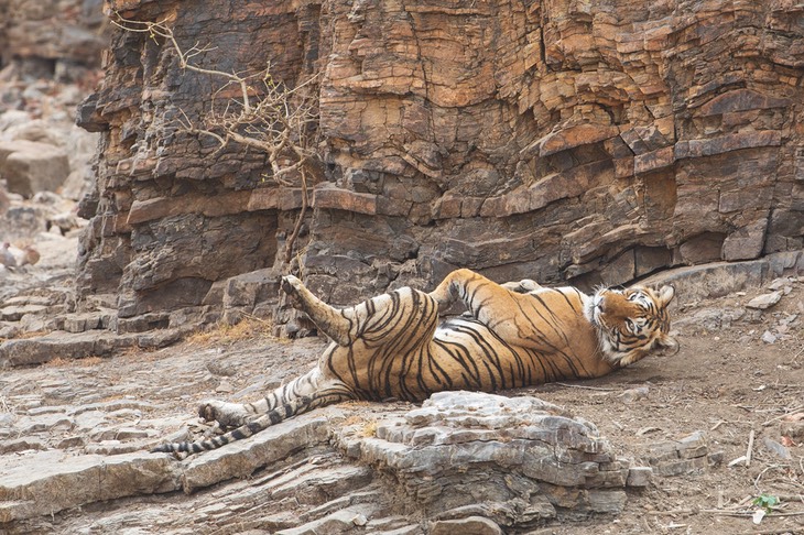 bengal tiger