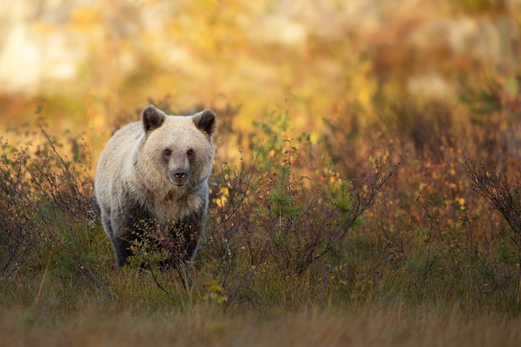 brown bear