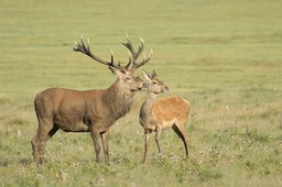 red deer