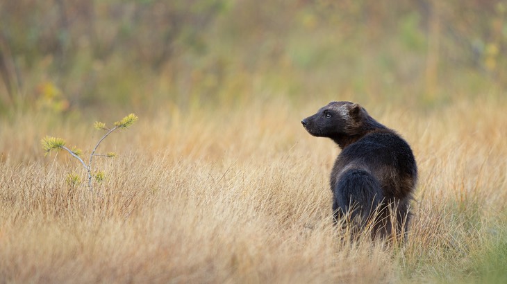 wolverine