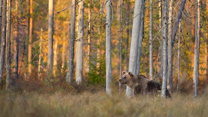 brown bear