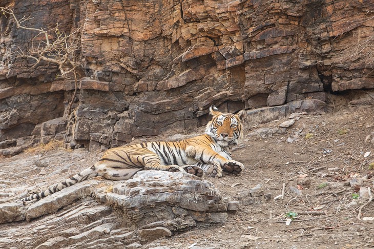 bengal tiger