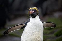 macaroni penguin