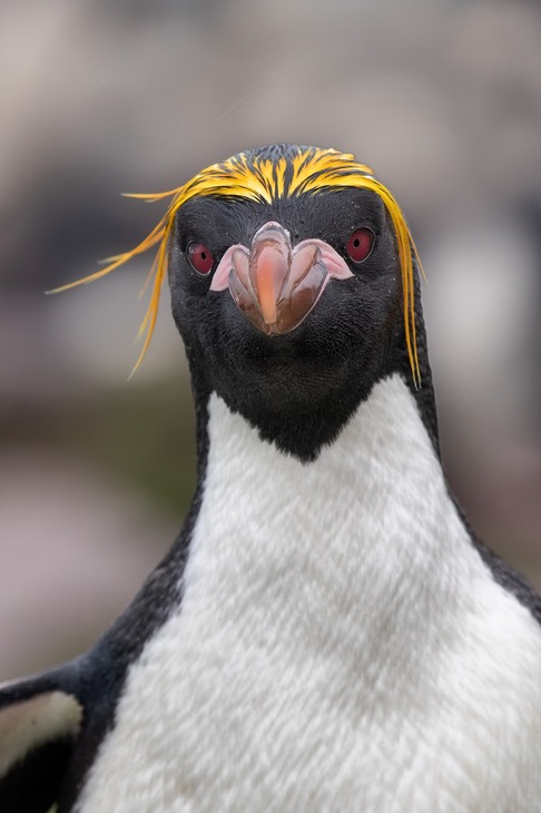 macaroni penguin