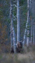 brown bear