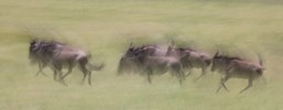 wildebeest