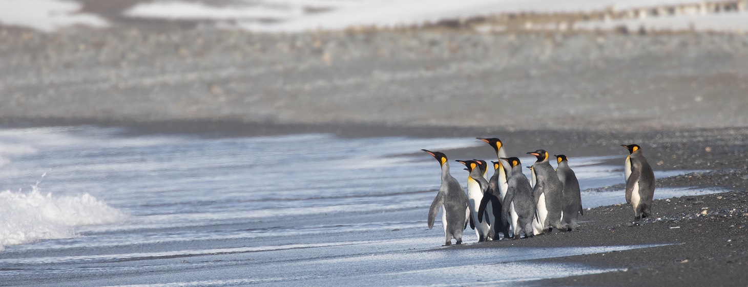 king penguin