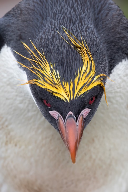 macaroni penguin