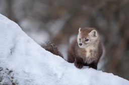 american pine marten