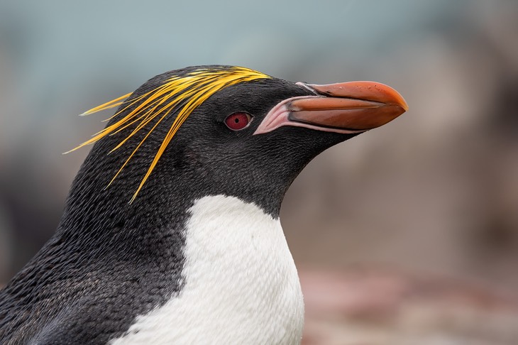 macaroni penguin