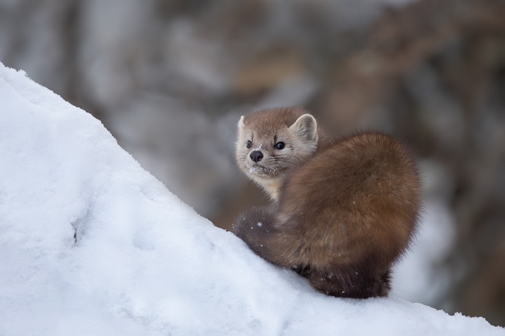 american pine marten