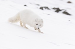 arctic fox