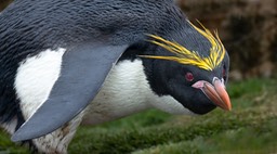 macaroni penguin