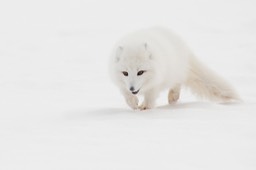 arctic fox